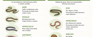 Zwierzęta bez nóg - lista gatunków i sposoby poruszania