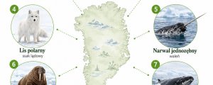 Zwierzęta Grenlandii - 25 charakterystycznych gatunków Arktyki