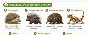 Zwierzęta z kolcami - lista gatunków i rodzaje kolców