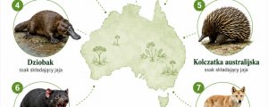 Zwierzęta Australii - 22 charakterystyczne gatunki