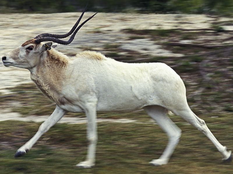 Adaks pustynny - Addax nasomaculatus