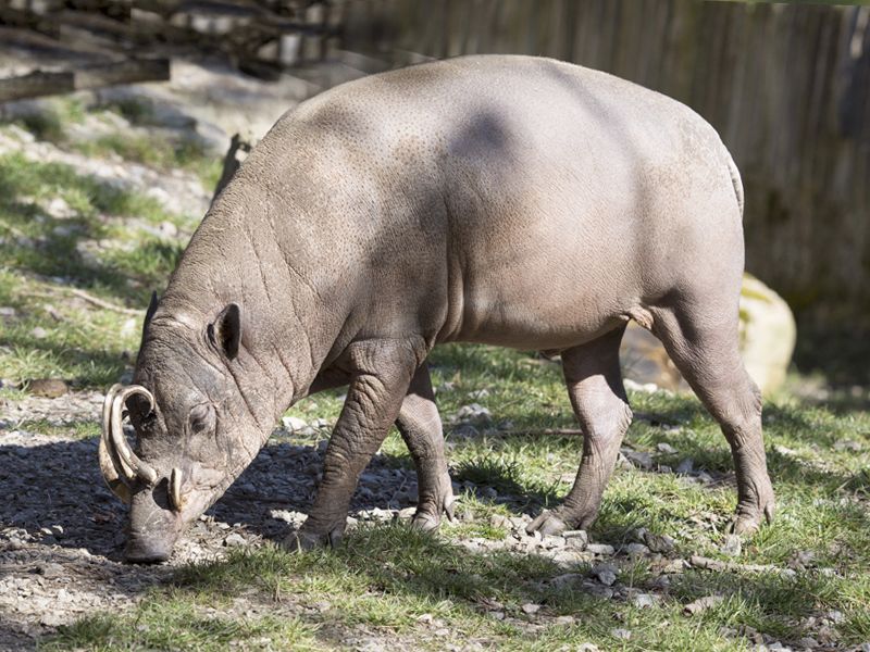 Babirussa wąsata - Babyrousa babyrussa
