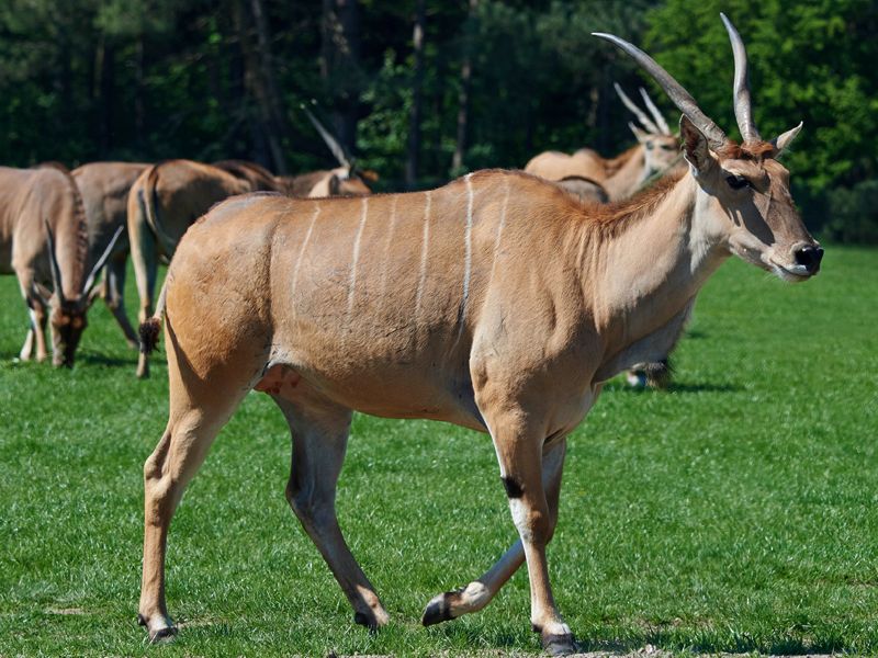 Eland zwyczajny - Taurotragus oryx