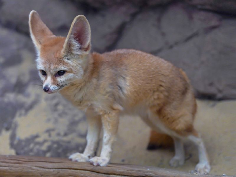 Fenek pustynny - Vulpes zerda