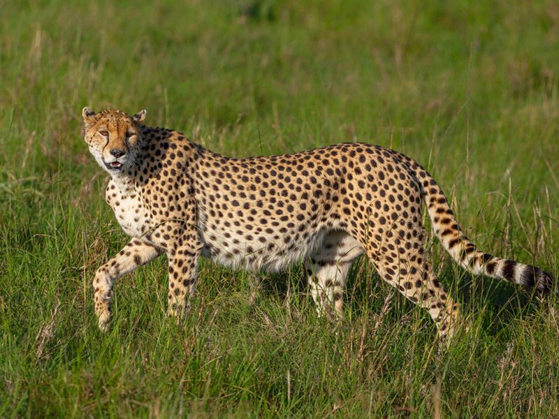 Gepard grzywiasty - Acinonyx jubatus