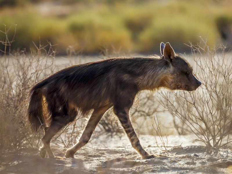 Hiena brunatna - Parahyaena brunnea