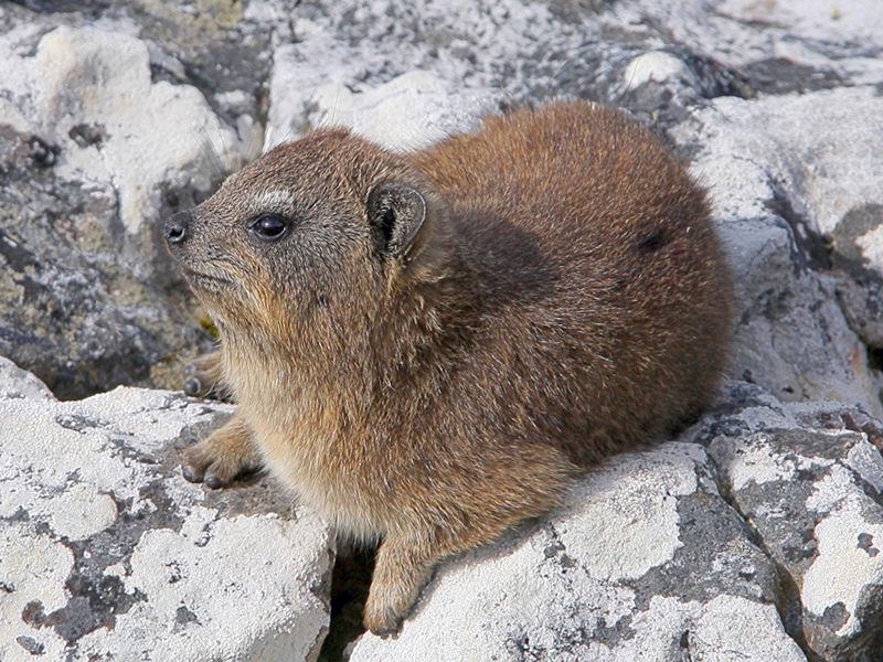 Daman skalny - Procavia capensis